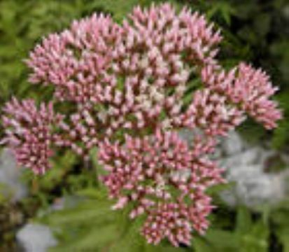 Eupatorium Lindleyanum Extract 